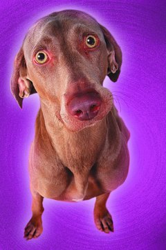 Photodisc/Photodisc/Getty Images The purple-glowing Weimaraner is no less healthy than the nonglowing variety.