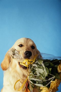David De Lossy/Photodisc/Getty Images "How about roses instead?"