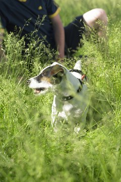 Michael Blann/Lifesize/Getty Images Ideally, Jack Russell terriers work at what they were bred to do -- hunting vermin on farms.