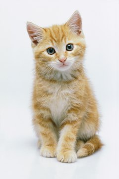 George Doyle/Stockbyte/Getty Images Allergies are no reason to give up on your sweet kitten.