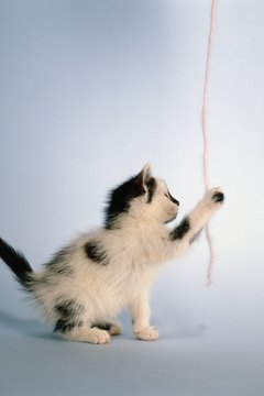 David De Lossy/Photodisc/Getty Images Playtime provides exercise for Kitty.