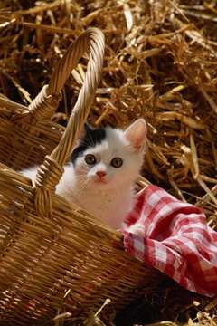 David De Lossy/Photodisc/Getty Images It's important to vaccinate kittens to prevent distemper and herpes.