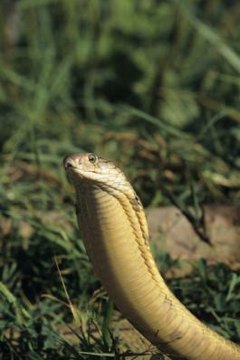 What Kind Of Shelter Do King Cobras Live In? 