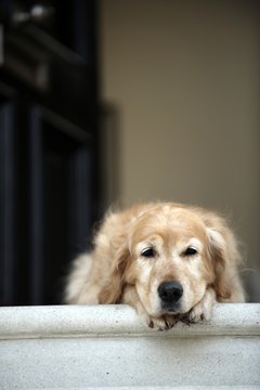 Janie Airey/Lifesize/Getty Images If your dog stops at the steps, you have to figure out why.