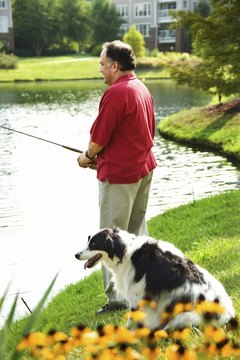 Jupiterimages/Comstock/Getty Images Keep your pooch's mouth away from that water.