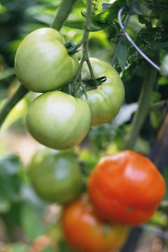 Comstock Images/Comstock/Getty Images Practice crop rotation every season to prevent a pest buildup in the garden.