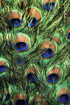 John Foxx/Stockbyte/Getty Images Peacock feathers supply hours of safe fun for you and your kitty.