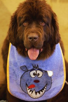 Scott Barbour/Getty Images News/Getty Images Your Newfie needs a bed suitably sized for a gentle giant.
