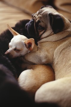 Ryan McVay/Digital Vision/Getty Images Careful introduction ensures your new Chihuahua gets along with your other dogs.