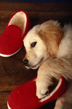 David De Lossy/Photodisc/Getty Images Like your slippers, a pair of slip-resistant socks gives him traction and keep his paws warm.
