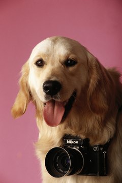 David De Lossy/Photodisc/Getty Images Collar cameras give you a dog's eye view on the world.