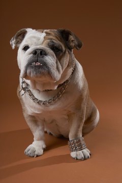 DailyPuppy article image