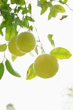 Muslim Moors made citrus fruits a major Spanish crop.