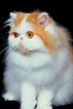 Jupiterimages/Photos.com/Getty Images "Did you say there are ashes in my food?"