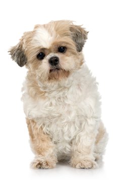 Jupiterimages/Photos.com/Getty Images That sweet face is ready for trouble.