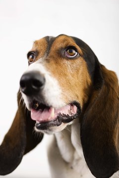 Jupiterimages/Brand X Pictures/Getty Images Ears don't get much droopier than those of the basset hound.