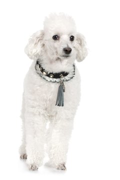 Jupiterimages/Photos.com/Getty Images A lean poodle may have more energy.