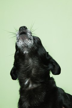 Brand X Pictures/Brand X Pictures/Getty Images Some dogs never seem to stop barking.