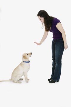 Brand X Pictures/Brand X Pictures/Getty Images Regular training sessions will help reinforce desired behavior.