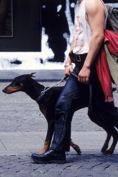 John Foxx/Stockbyte/Getty Images Even a tough Doberman can experience hair loss.