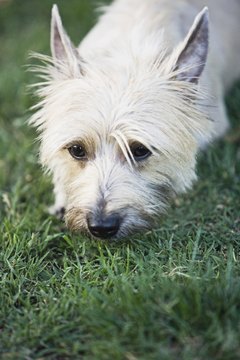 How To Brush A Cairn Terrier Pets