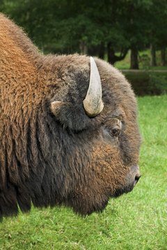 Thinkstock/Comstock/Getty Images Bison meat contains many important nutrients.