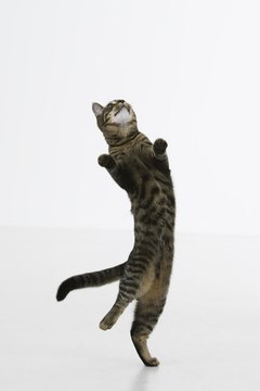 Animal caretakers are responsible for training, feeding and nurturing animals.