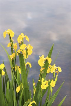 Yellow irises