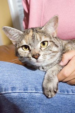 Jupiterimages/Comstock/Getty Images Your cuddly companion is spreading her scent.