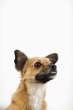 DailyPuppy article image