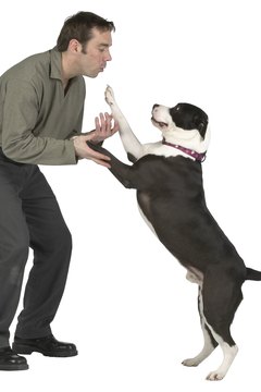 Hemera Technologies/PhotoObjects.net/Getty Images Your dog is probably expressing dominance when he pushes you.