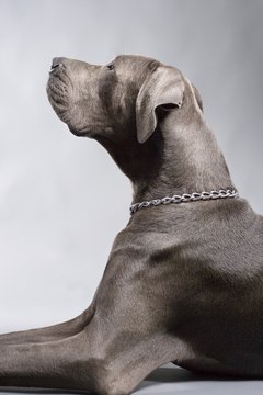 Jupiterimages/Comstock/Getty Images Weimaraners need hours of exercise everyday.