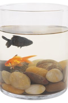 Hemera Technologies/PhotoObjects.net/Getty Images Goldfish live well together.