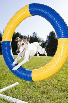 Apple Tree House/Lifesize/Getty Images Energetic and playful, your fox terrier needs plenty of exercise and control.