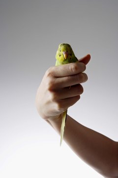 Jupiterimages/Goodshoot/Getty Images Budgies are normally docile creatures, but they will bite if provoked.