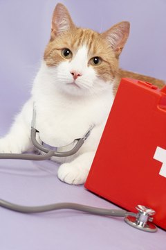 BananaStock/BananaStock/Getty Images Correctly administering pills can help keep your cat healthy.