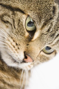 BananaStock/BananaStock/Getty Images A cat's pupils can speak volumes about her mood.