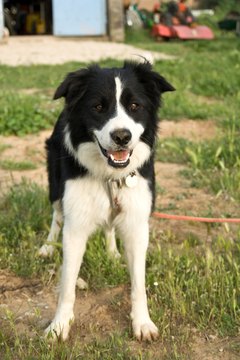 Cedar Mulch Dogs Pets Cedar Mulch Dogs Pets