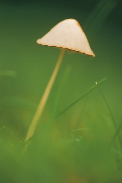 Magic Mushrooms grow all over the world, including Western Europe.