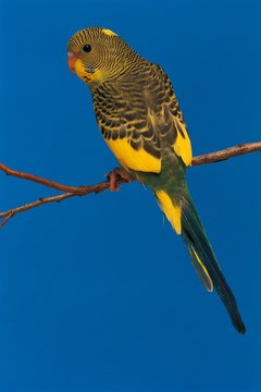 Comstock/Comstock/Getty Images Chirping is often the sign of a happy little birdie.