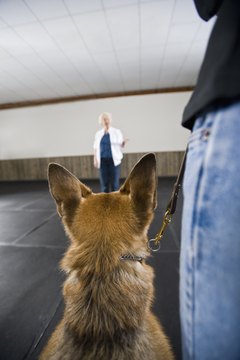 Apple Tree House/Lifesize/Getty Images Don't rush desensitization training, it takes time and patience.