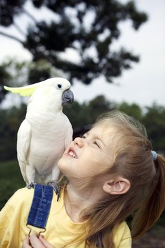 Thinkstock/Comstock/Getty Images A well-treated cockatoo makes a cuddly friend for life.