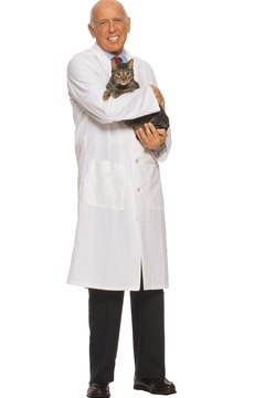 Comstock/Comstock/Getty Images Older cats can recover from bacterial infections with some vet care and TLC.
