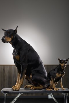 Apple Tree House/Lifesize/Getty Images The miniature Doberman is not actually a Doberman at all.