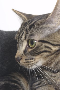 Hemera Technologies/Photos.com/Getty Images Spaying her helps keep unwanted suitors away.