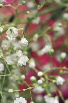 Baby's breath adds volume and structure.