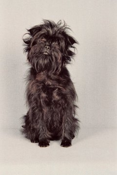Jupiterimages/Photos.com/Getty Images The adorable affenpinscher weighs between 7 and 9 pounds.