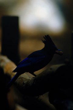 Jupiterimages/Photos.com/Getty Images Blue jays band together to raid feeding stations during the winter.