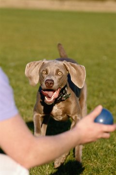 Ryan McVay/Photodisc/Getty Images Find new ways for Lucky to burn off excess energy.