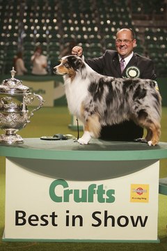 Christopher Furlong/Getty Images News/Getty Images This award-winning Australian shepherd is an example of a blue merle.